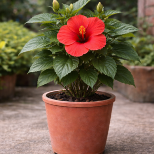 hibiscus plant