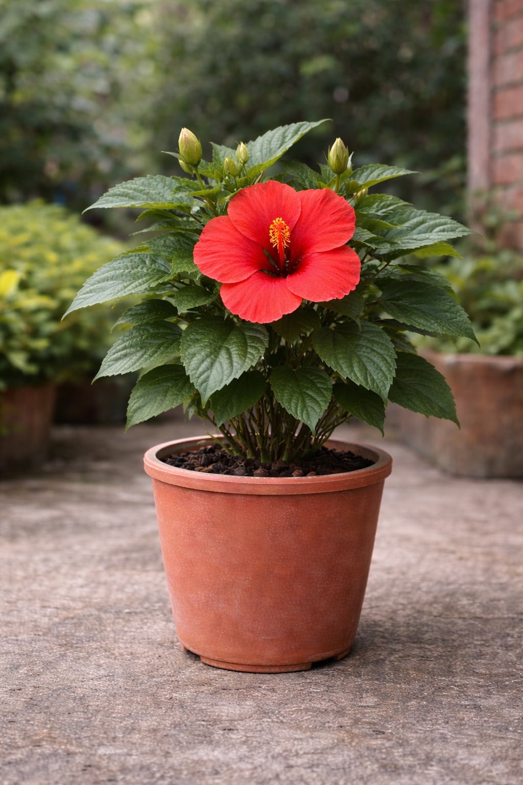 hibiscus plant hibiscus plant