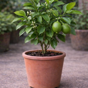 lemon plant