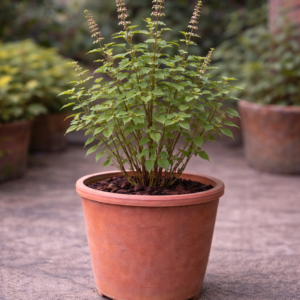 tulsi plant