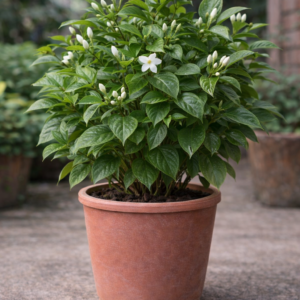 jasmine plant